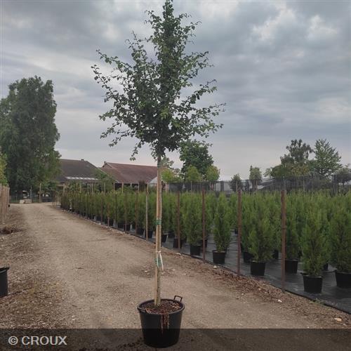 CRATAEGUS laevigata 'Paul's Scarlet'