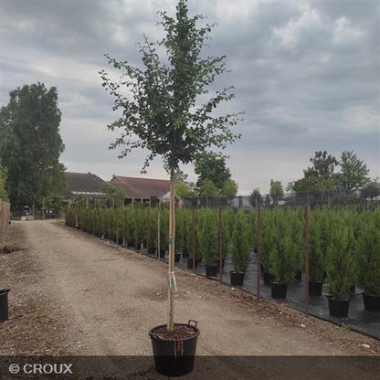 CRATAEGUS laevigata 'Paul's Scarlet'