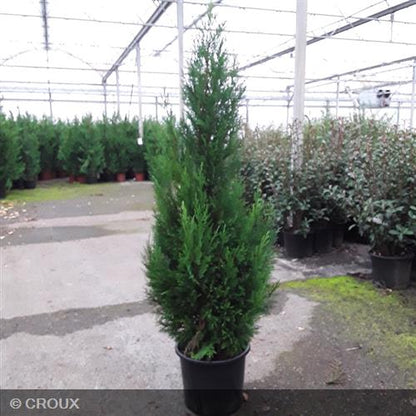 CUPRESSOCYPARIS leylandii '2001'