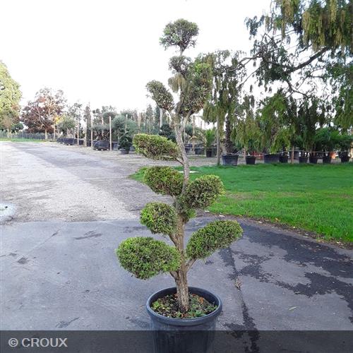 CUPRESSOCYPARIS leylandii Nuage