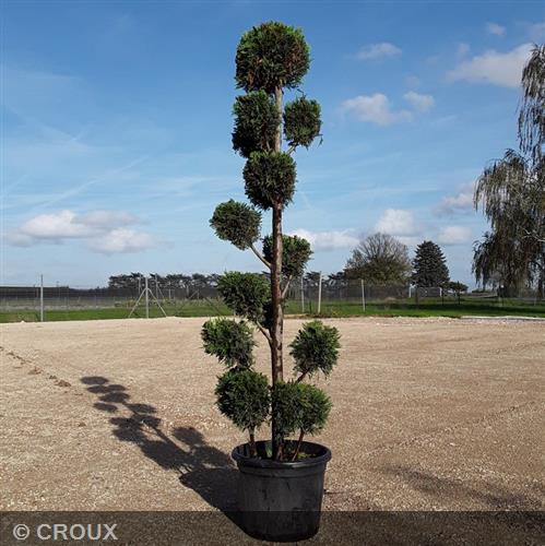 CUPRESSOCYPARIS leylandii Pompon