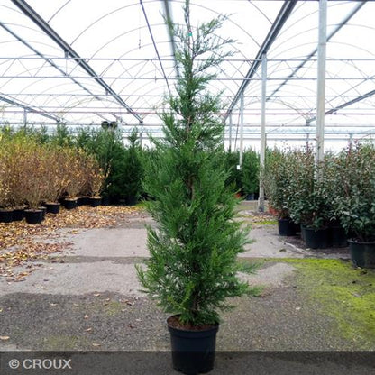 CUPRESSOCYPARIS leylandii 'Oger'