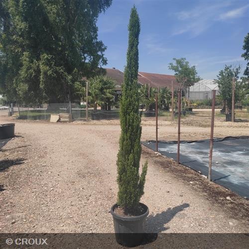 CUPRESSUS sempervirens 'Totem'