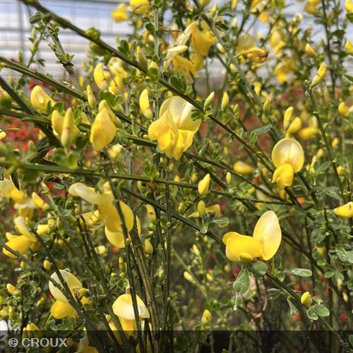 CYTISUS scoparius 'Luna'