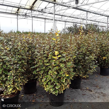 ELAEAGNUS x ebbingei 'Viveleg®'