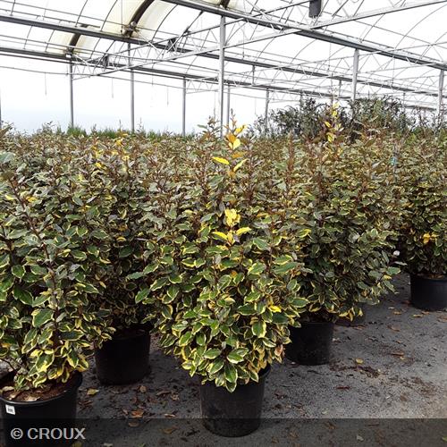 ELAEAGNUS x ebbingei 'Viveleg®'