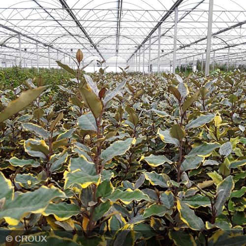 ELAEAGNUS x ebbingei 'Viveleg®'