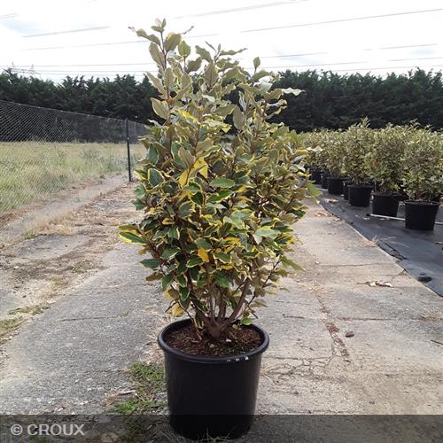 ELAEAGNUS x ebbingei 'Viveleg®'