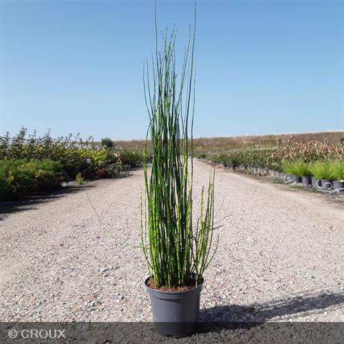 EQUISETUM hyemale