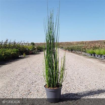 EQUISETUM hyemale