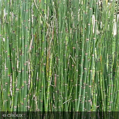 EQUISETUM hyemale