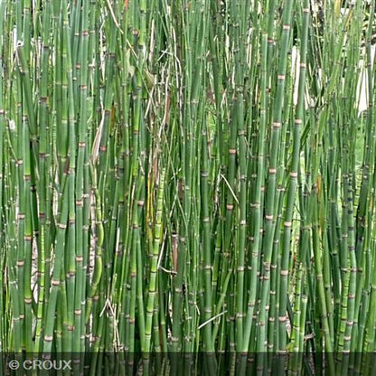 EQUISETUM hyemale