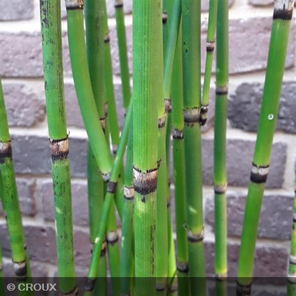 EQUISETUM hyemale