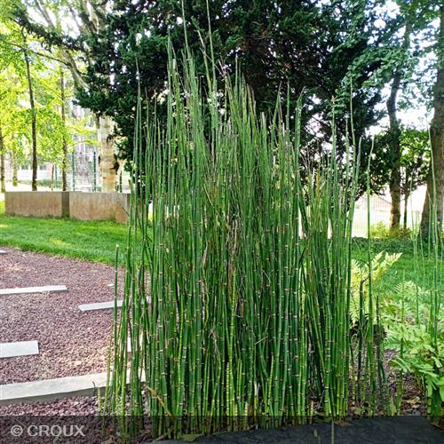 EQUISETUM hyemale