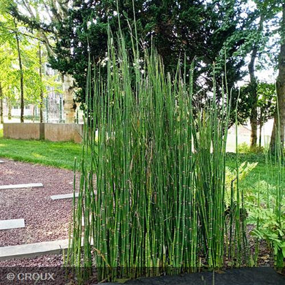 EQUISETUM hyemale