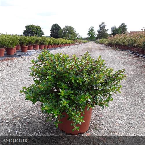 ESCALLONIA x 'Red Dream'