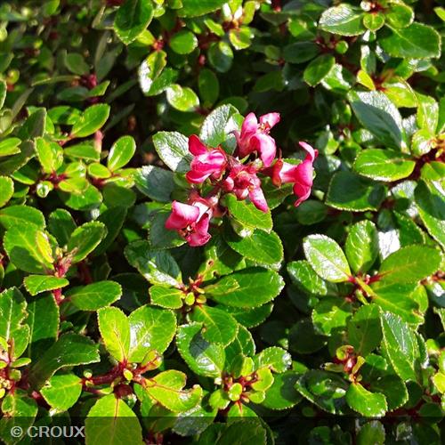 ESCALLONIA x 'Red Dream'