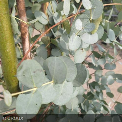 EUCALYPTUS gunnii