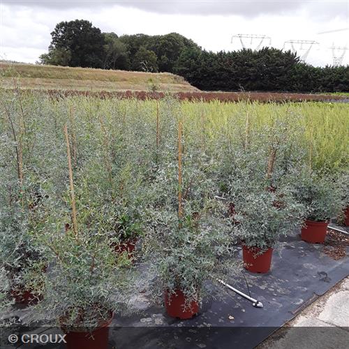 EUCALYPTUS gunnii 'France Bleu®'