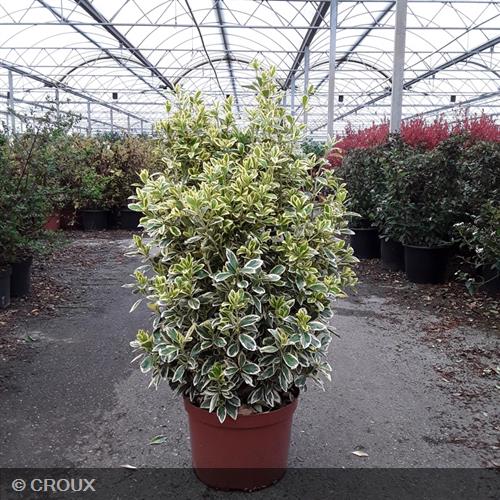 EUONYMUS japonicus 'Bravo'