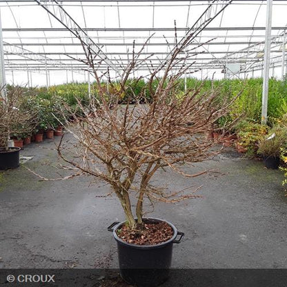 EUONYMUS alatus