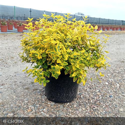 EUONYMUS fortunei 'Emerald Gold'