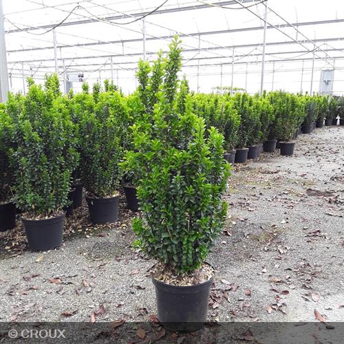 EUONYMUS japonicus 'Benkomasaki'