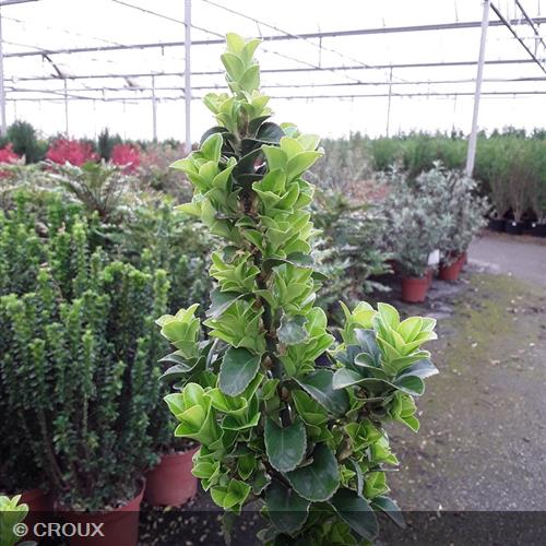 EUONYMUS japonicus 'Benkomasaki'
