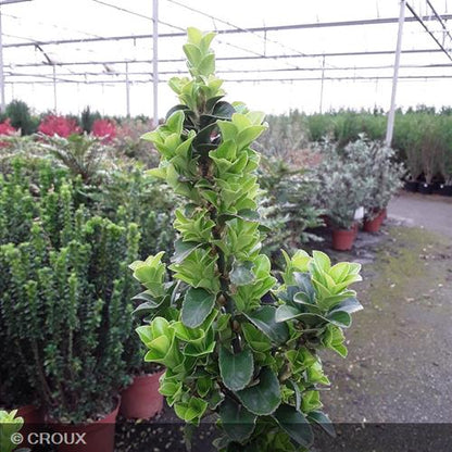 EUONYMUS japonicus 'Benkomasaki'