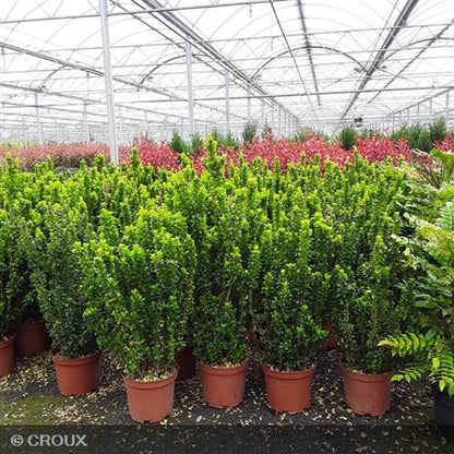 EUONYMUS japonicus 'Benkomasaki'