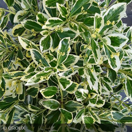 EUONYMUS japonicus 'Bravo'
