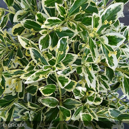 EUONYMUS japonicus 'Bravo'