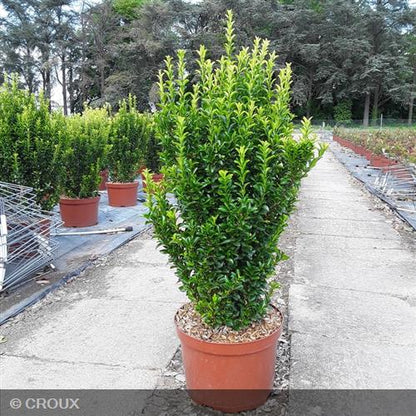 EUONYMUS japonicus 'Green Spire'