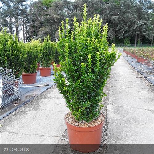 EUONYMUS japonicus 'Green Spire'