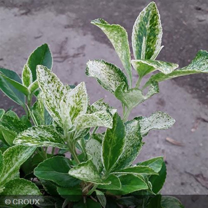 EUONYMUS japonicus 'Pierrolino®'