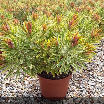 EUPHORBIA x martinii 'Ascot Rainbow®'