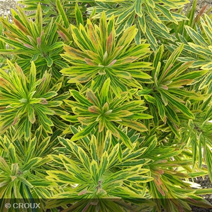 EUPHORBIA x martinii 'Ascot Rainbow®'