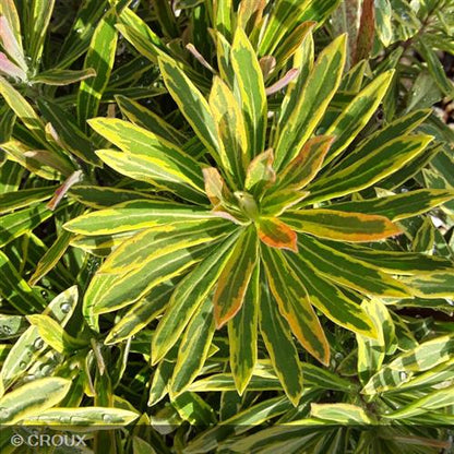 EUPHORBIA x martinii 'Ascot Rainbow®'