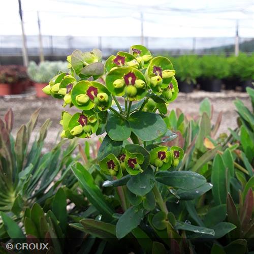 EUPHORBIA x martinii 'Ascot Rainbow®'