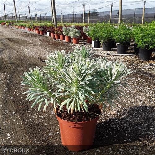 EUPHORBIA characias 'Glacier Bleu®'