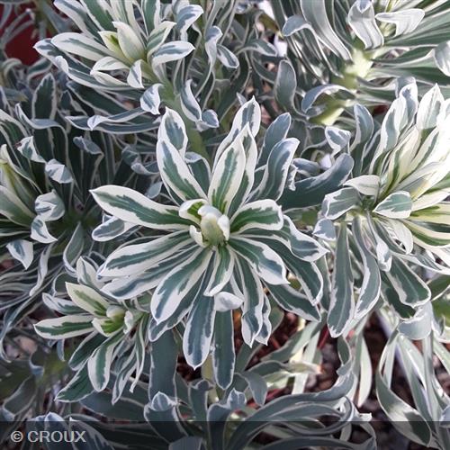 EUPHORBIA characias 'Glacier Bleu®'