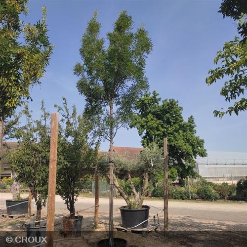 FRAXINUS angustifolia 'Raywood'