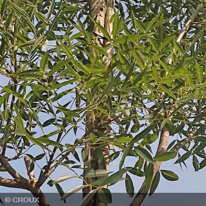 FRAXINUS angustifolia 'Raywood'