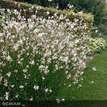 GAURA lindheimeri 'Whirling Butterflies'