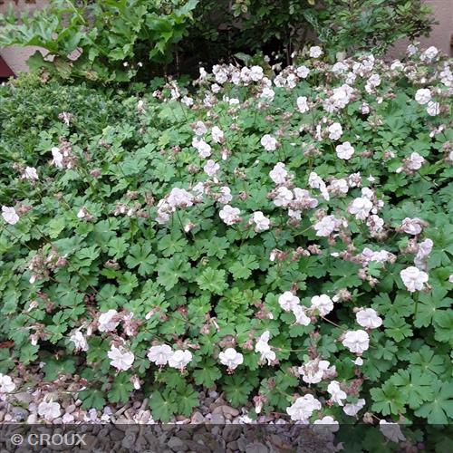 GERANIUM cantabrigiense 'Biokovo'