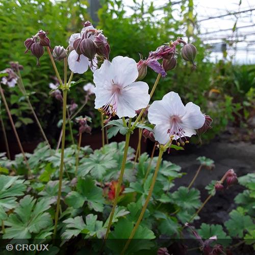 GERANIUM cantabrigiense 'Biokovo'