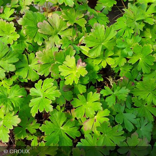 GERANIUM cantabrigiense 'Biokovo'