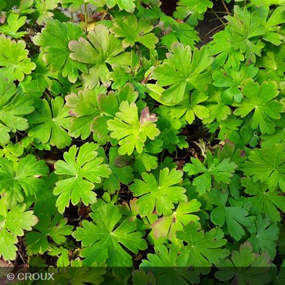 GERANIUM cantabrigiense 'Biokovo'
