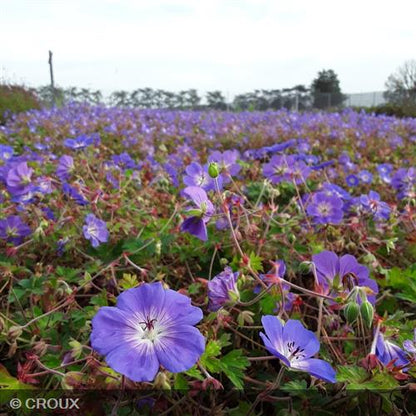 GERANIUM 'Rozanne'