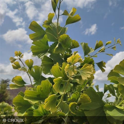 GINKGO biloba